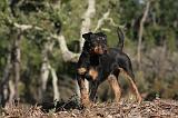 JAGDTERRIER ALLEMAND 074
